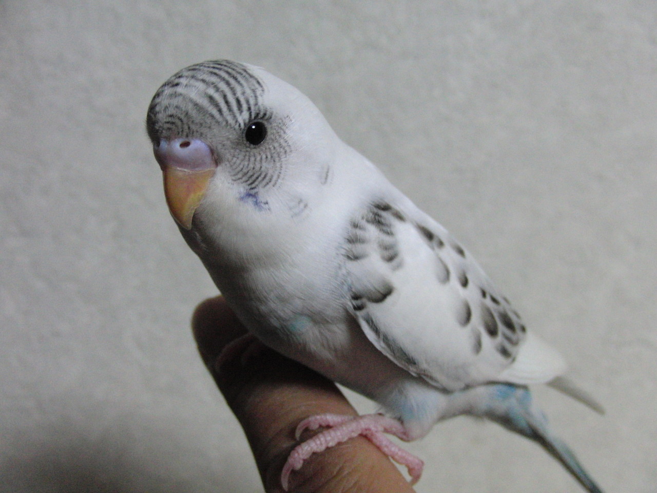 丸い鳥籠 がらくたvol 9