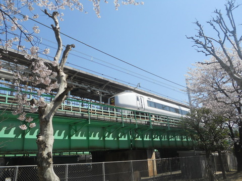 651系 K209と桜など (2)