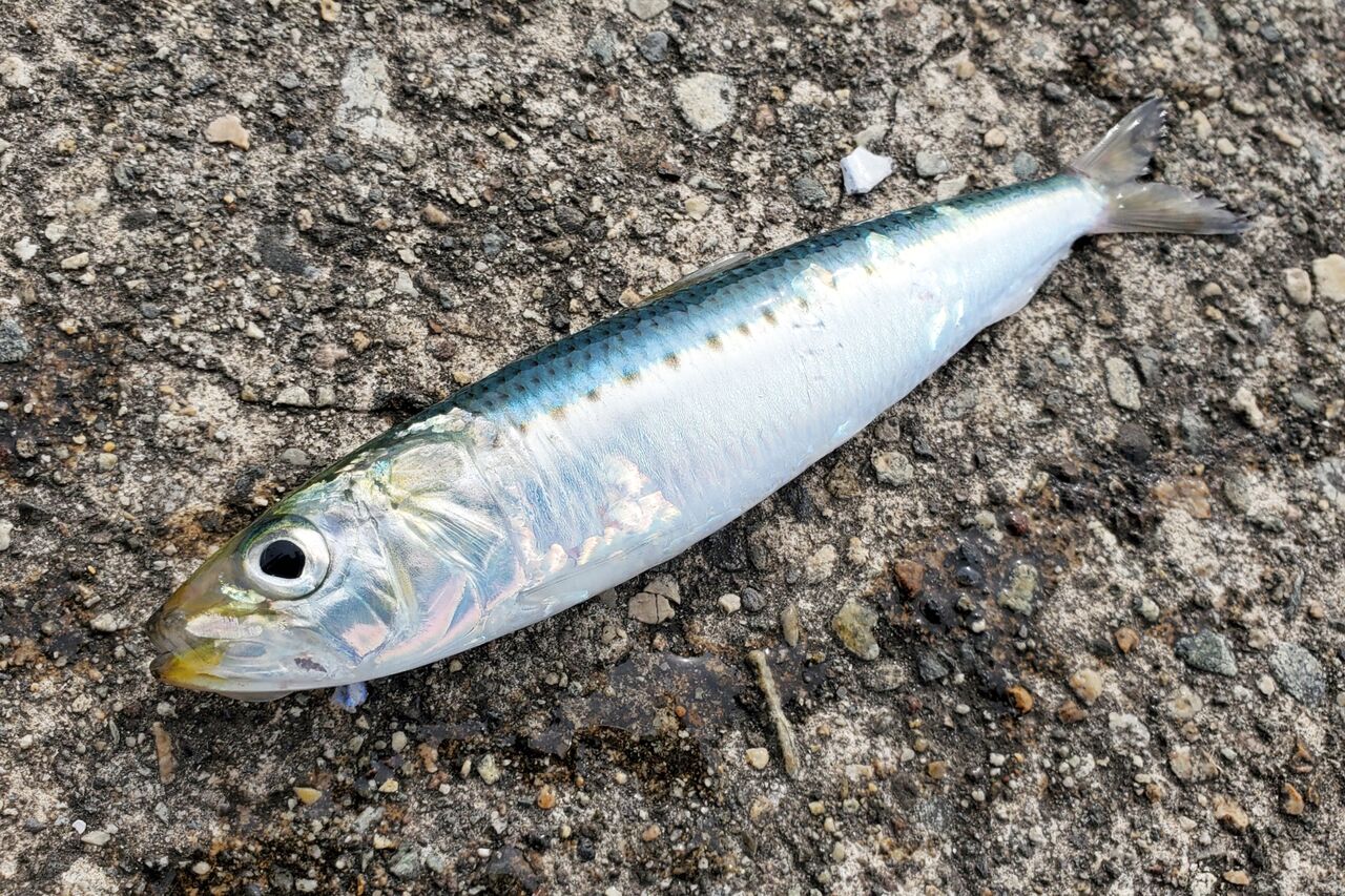 青魚釣り 自分なりに釣ってみる