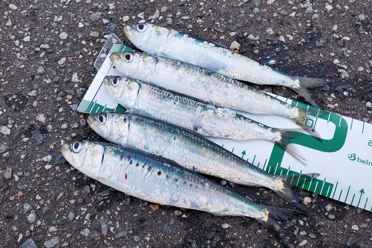 青魚釣り 自分なりに釣ってみる