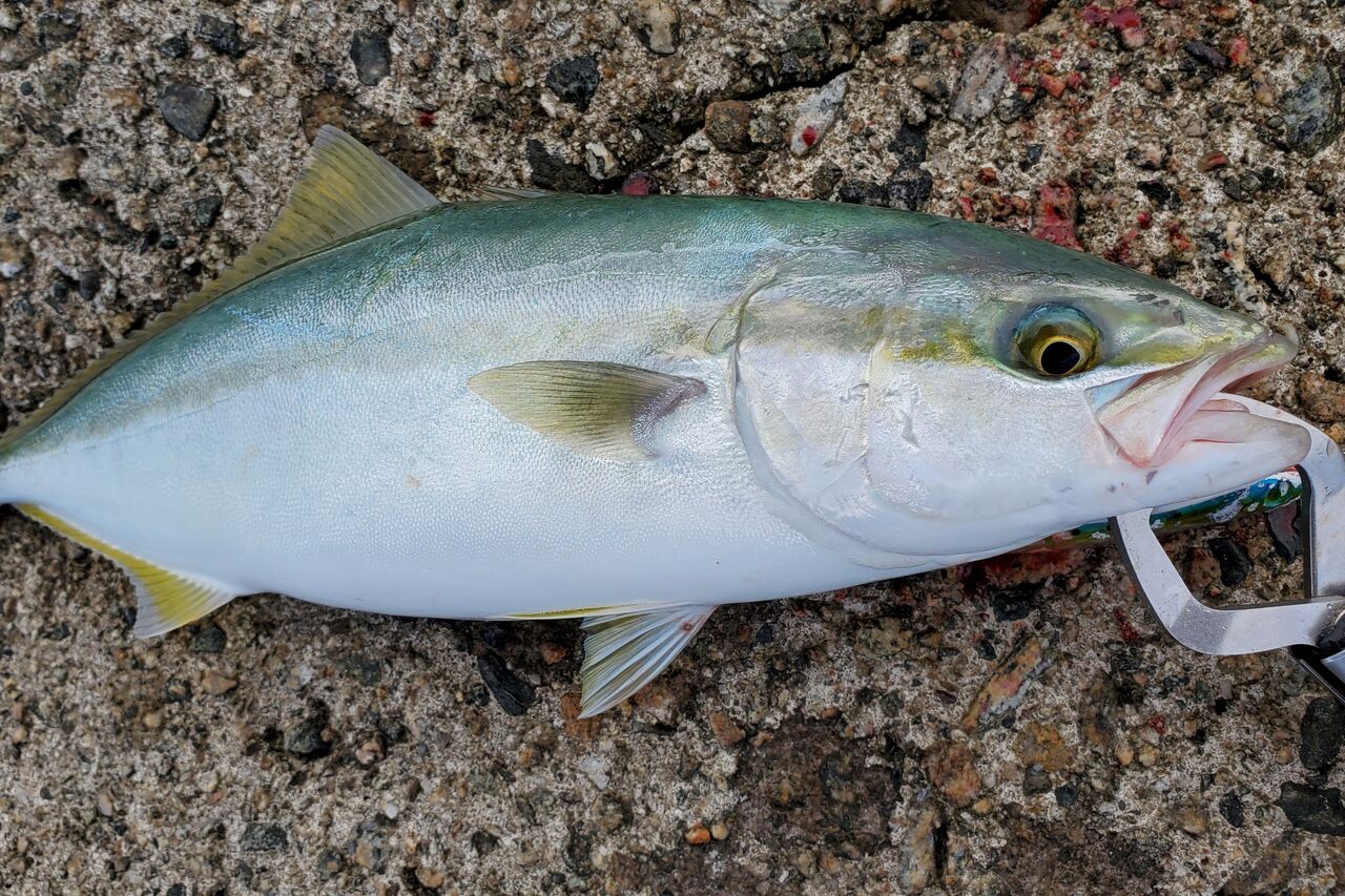 青物 回ってます 自分なりに釣ってみる