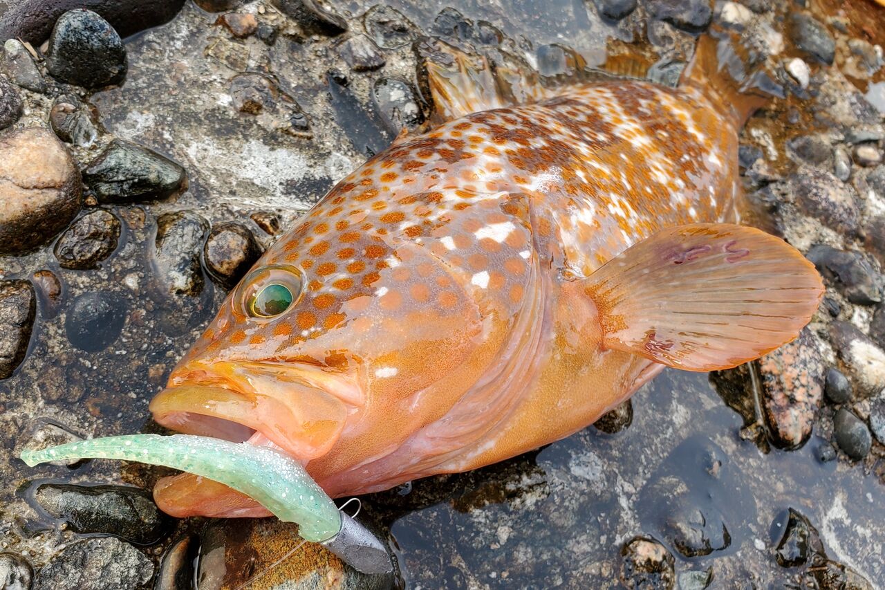 キジハタ釣り 自分なりに釣ってみる