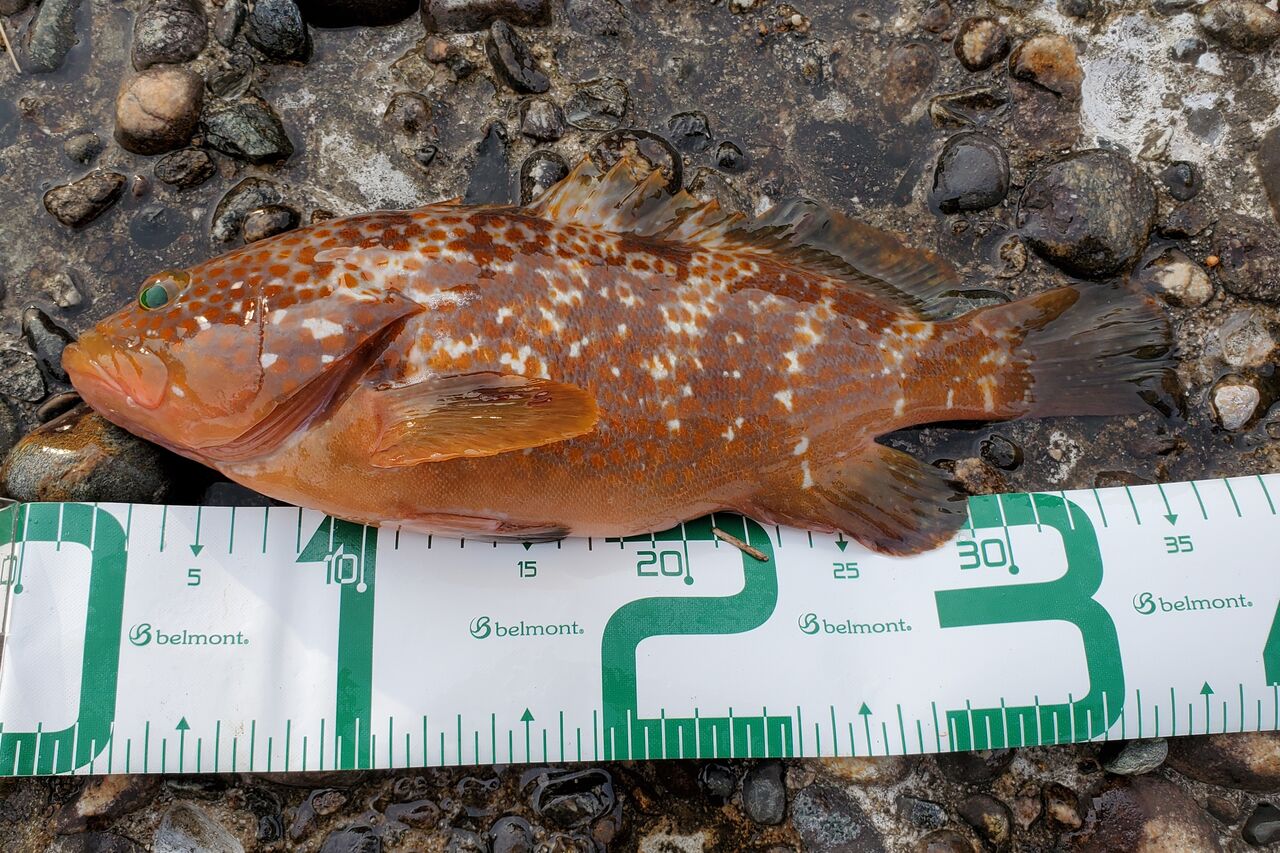 キジハタ釣り 自分なりに釣ってみる