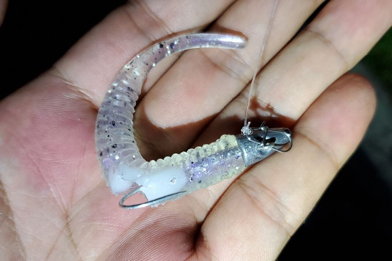 アオリイカ調査 自分なりに釣ってみる