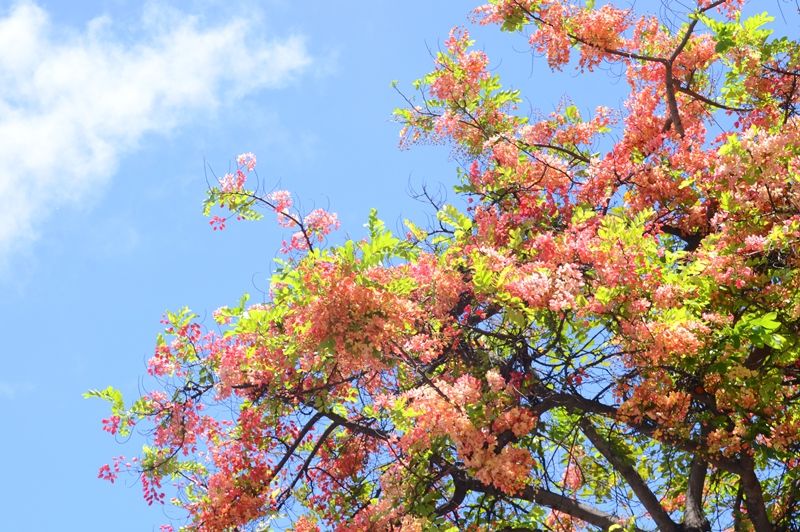 シャワーツリー満開 ハワイの夏を彩る花 ハワイ生活とその後