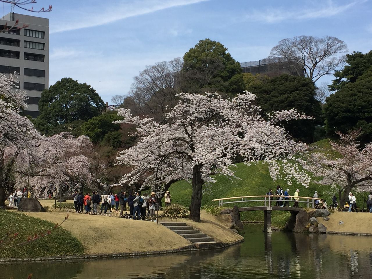 小石川後楽園での花見 思いっきりきままブログパート２