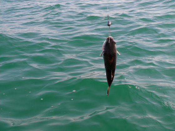 9月20日 21日 連続ボート釣行と ご主人様はどっち フィッシング スモールボートのブログ