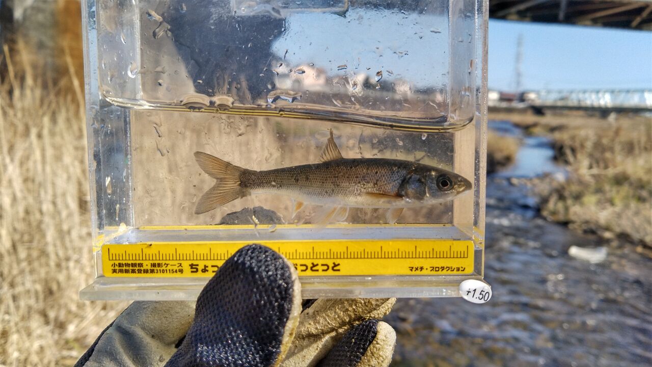 魚の図鑑 Sakawarium製作記