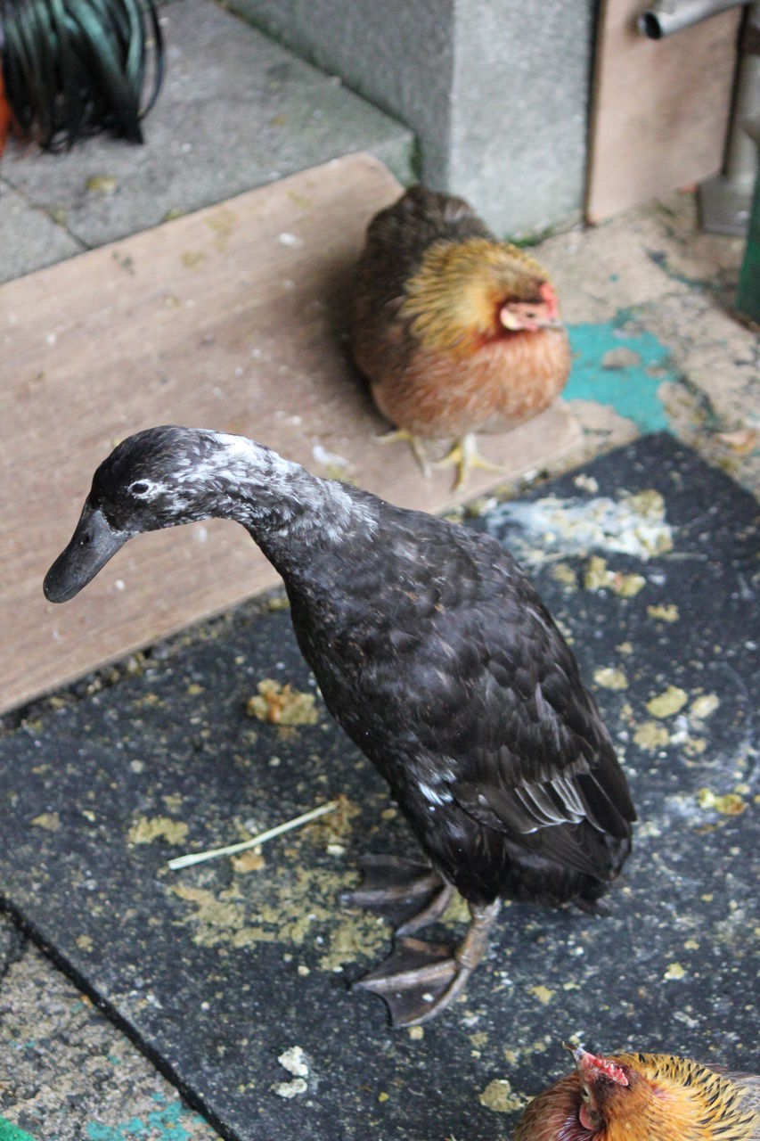 3月の上野動物園 Akilaの 日記