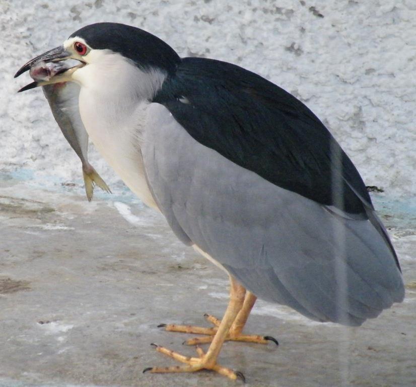 上野動物園 Akilaの 日記 上野動物園 Akilaの 日記