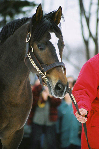 星になったベガ 日高花子のマニアック写真館