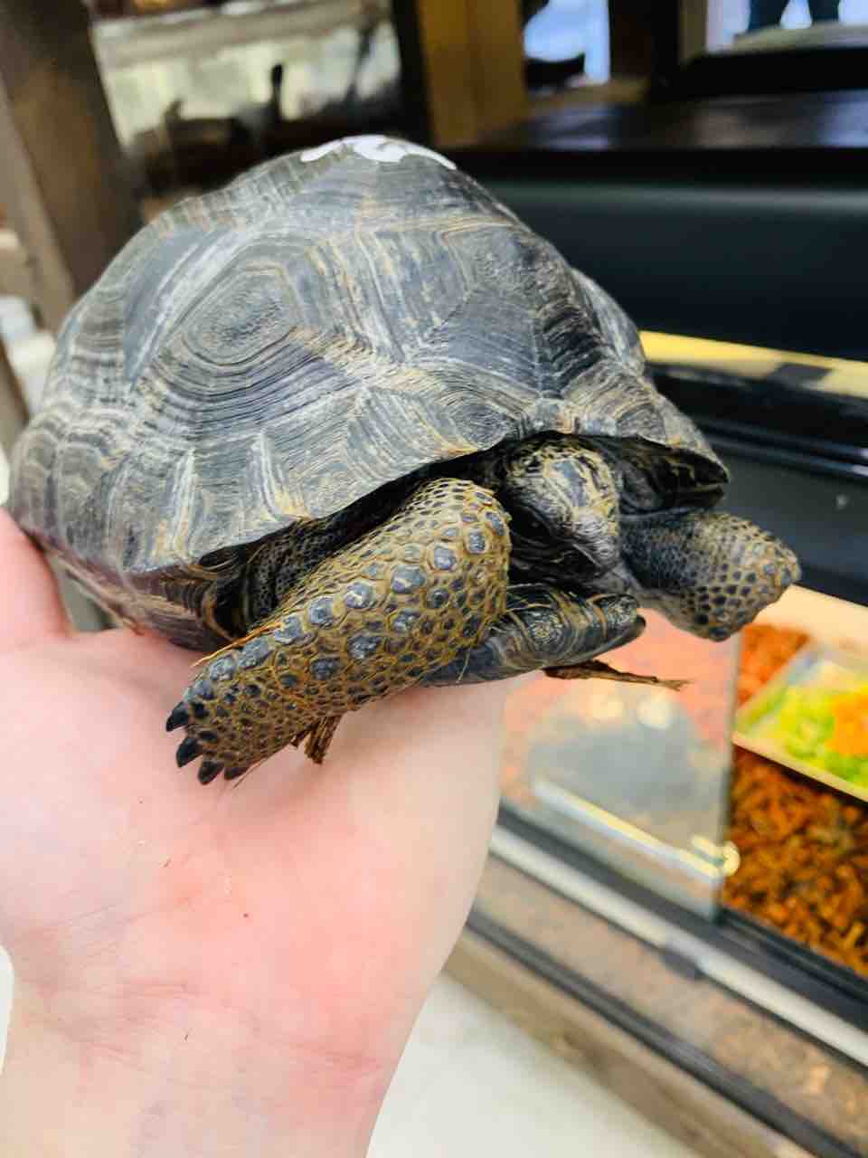 アルダブラ入荷 何もかも大きいゾウガメ 爬虫類倶楽部 j ジョイフル本田 ひたちなか店 アルダブラ入荷 何もかも大きいゾウガメ 爬虫類倶楽部 j ジョイフル本田 ひたちなか店
