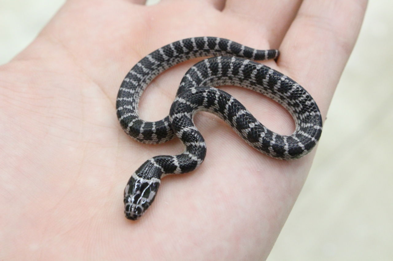 中国のヘビたち入荷！ : 爬虫類倶楽部 J ジョイフル本田