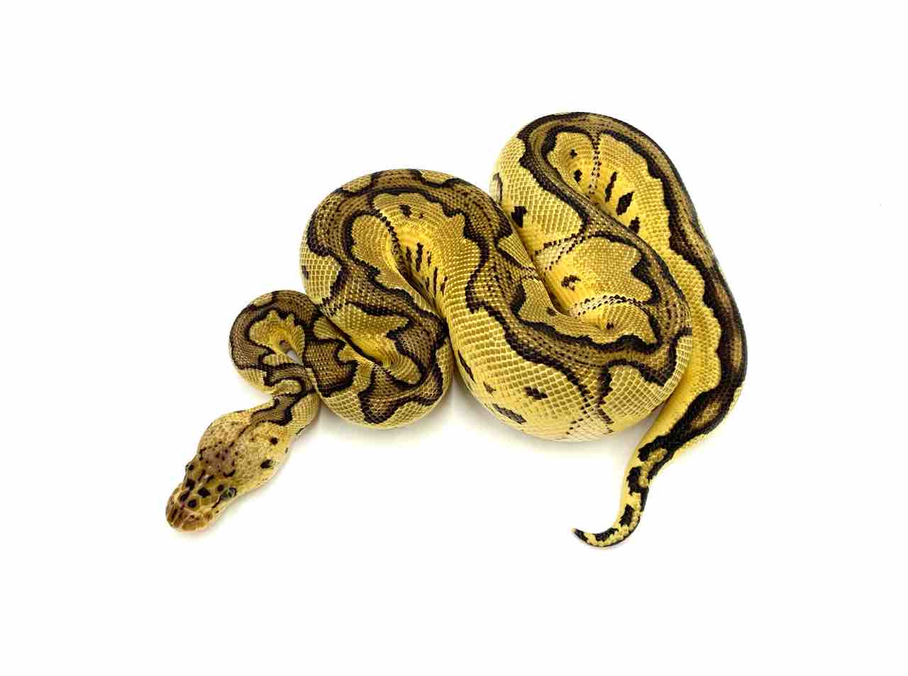 新入荷】ドイツ便ボールパイソン！ : 爬虫類倶楽部 J ジョイフル本田