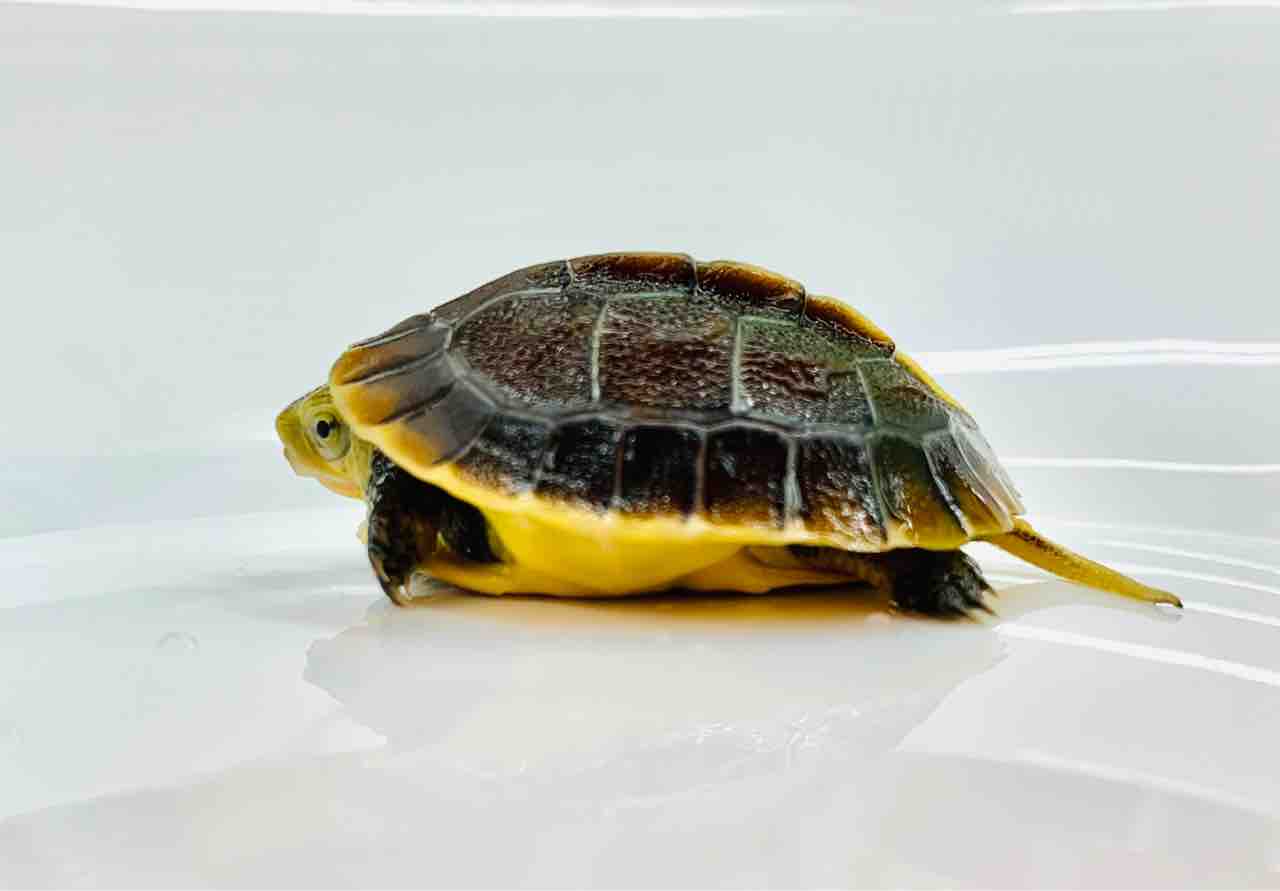 トウブハコガメ骨格標本　剥製　爬虫類 トウブハコガメ骨格標本(甲羅)イエロー系 剥製 爬虫類 トウブハコガメ