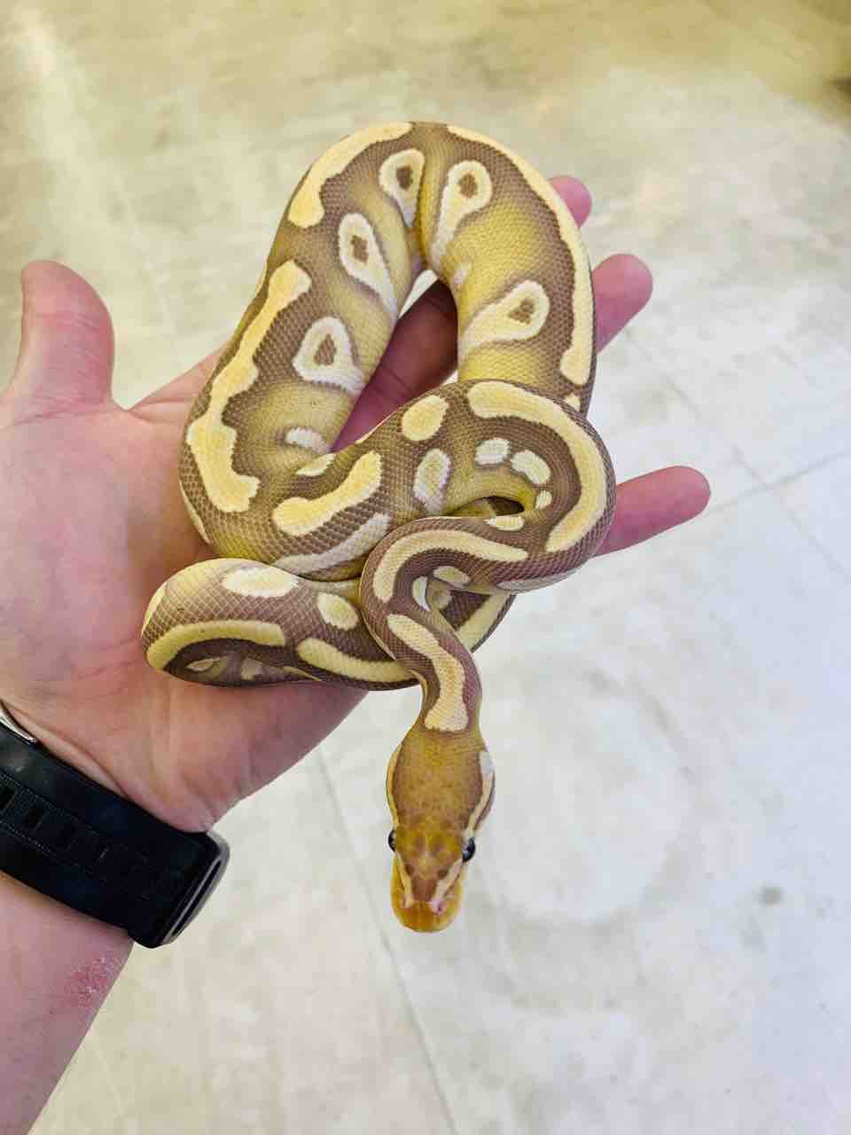 コーンスネーク ボール新入荷 爬虫類倶楽部 ｊ ジョイフル本田 ひたちなか店