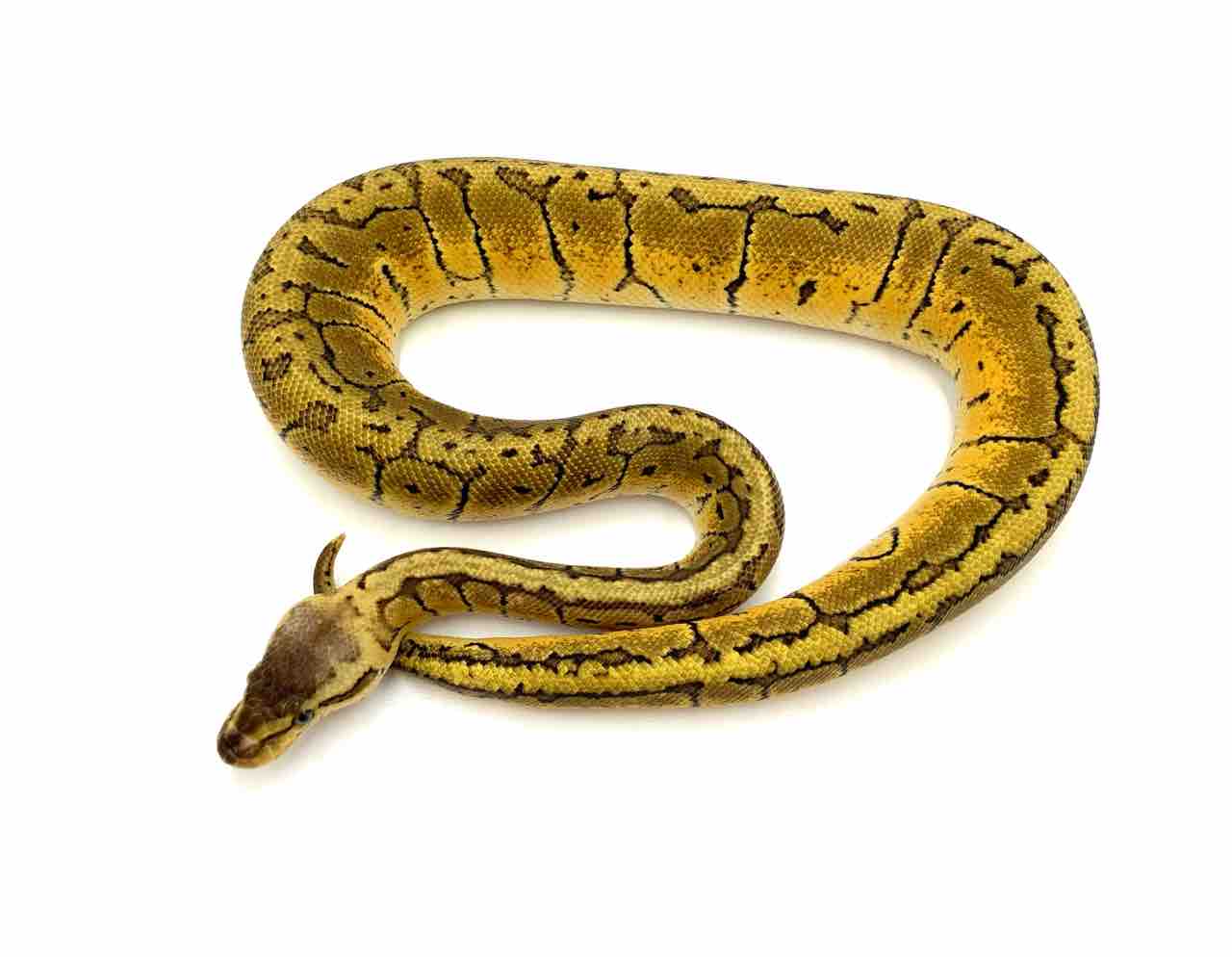 新入荷】ドイツ便ボールパイソン！ : 爬虫類倶楽部 J ジョイフル本田