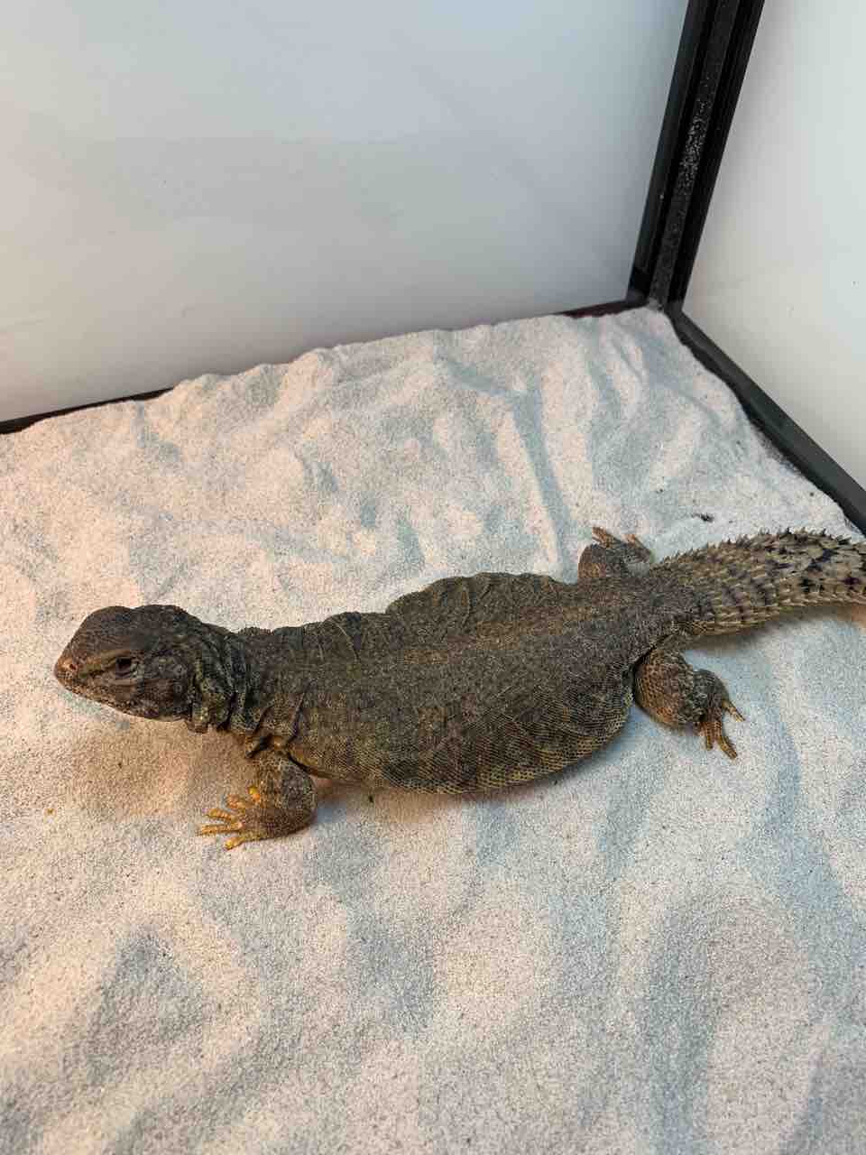 新入荷！トカゲ編 : 爬虫類倶楽部 J ジョイフル本田 ひたちなか店