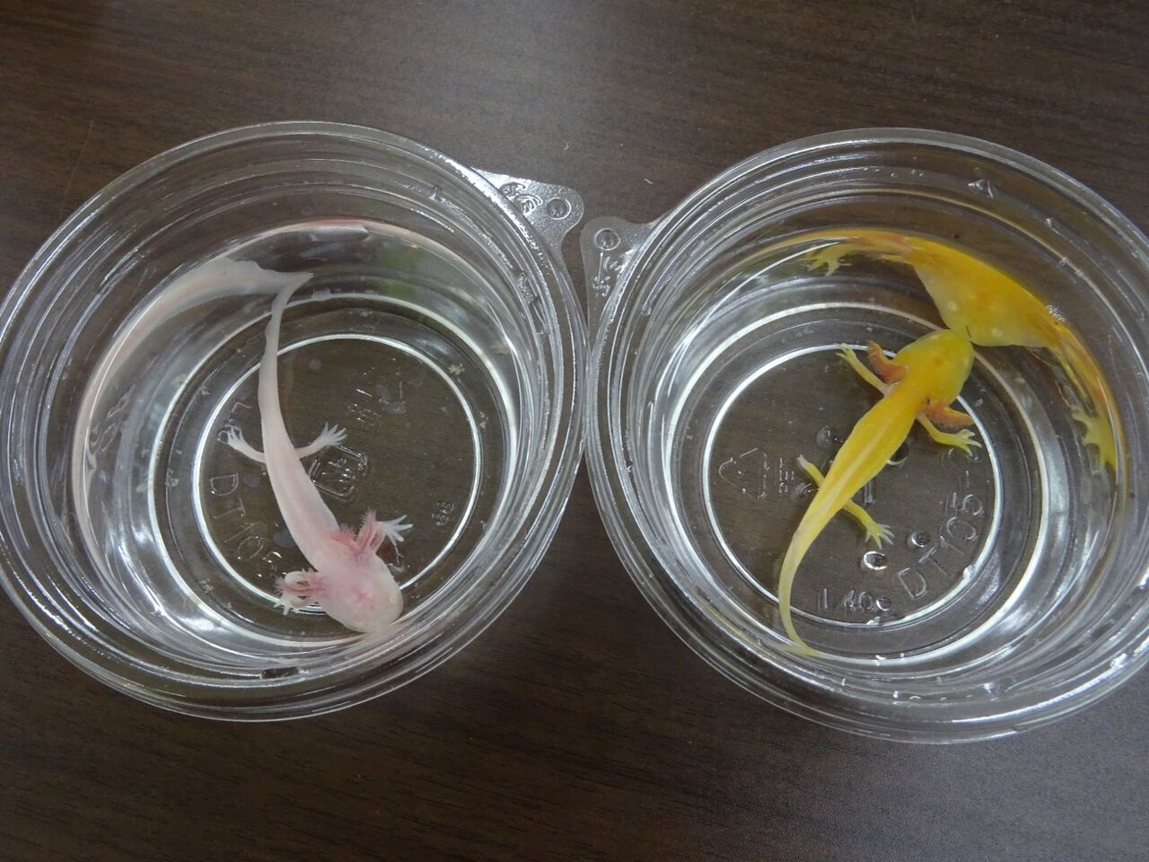 爬虫類倶楽部 ｊ ジョイフル本田 ひたちなか店