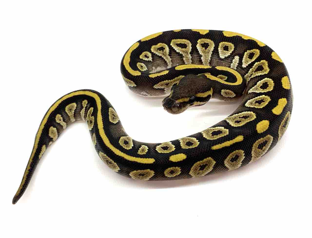新入荷 ドイツ便ボールパイソン 爬虫類倶楽部 j ジョイフル本田 ひたちなか店 新入荷 ドイツ便ボールパイソン 爬虫類倶楽部 j ジョイフル本田 ひたちなか店