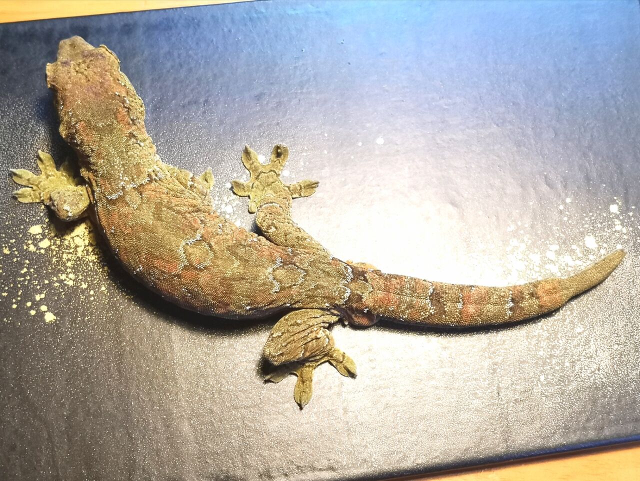 はちコラム10月号掲載 マモノミカドヤモリ解説!! : 爬虫類倶楽部 J