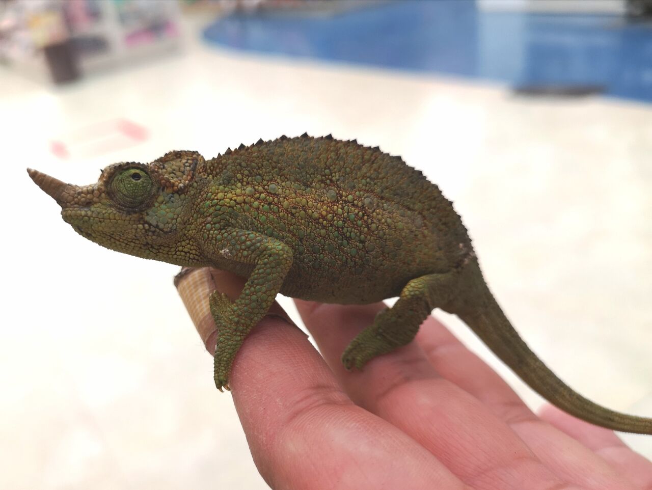 新着生体！！ レインボージャクソン・キサントロプスジャクソン・ホー