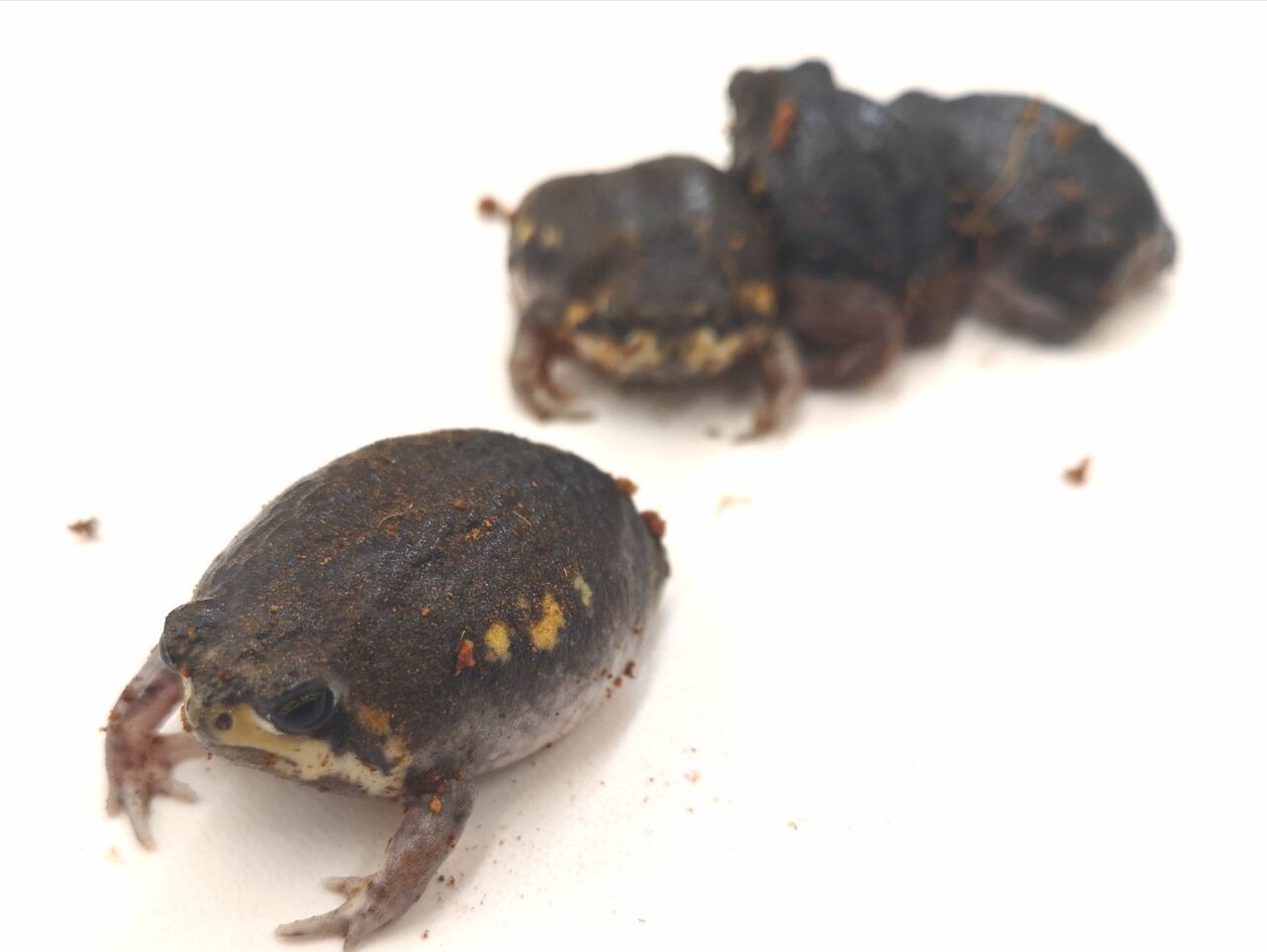 新着生体！！ アメフクラガエル・パワーズフクラガエル＋α