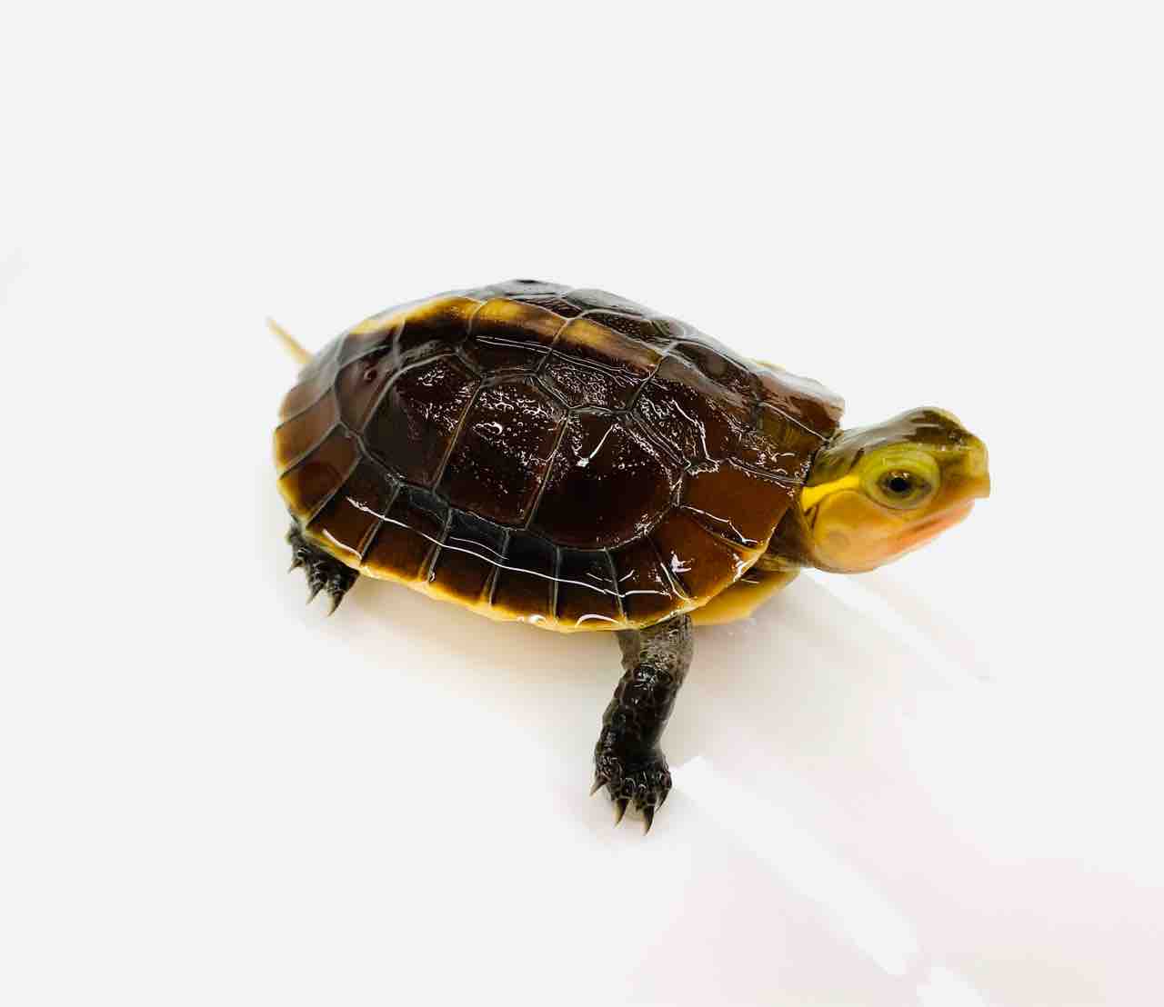 ブ*ー様 【動物の惑星】日本最速!★カロリナハコガメ★LET'S爬体!第3弾★ ブ*ー様 【動物の惑星】日本最速!☆カロリナハコガメ☆LET'S爬体