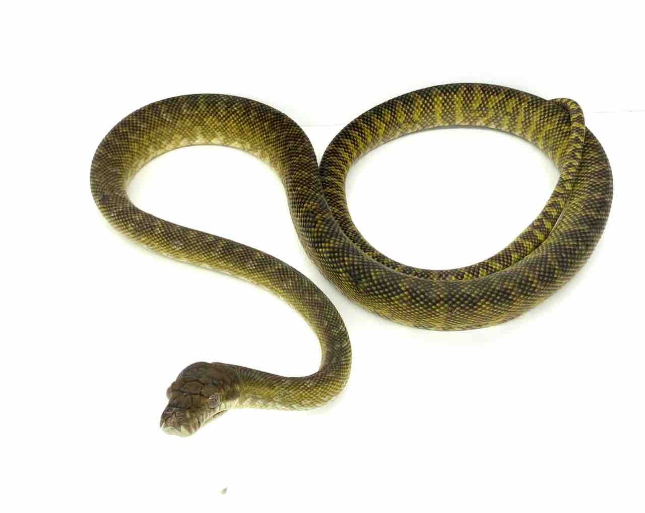 新入荷 モルカンパイソン入荷してます 爬虫類倶楽部 ｊ ジョイフル本田 ひたちなか店