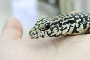 新入荷 奇蟲 テグー 爬虫類倶楽部 ｊ ジョイフル本田 ひたちなか店