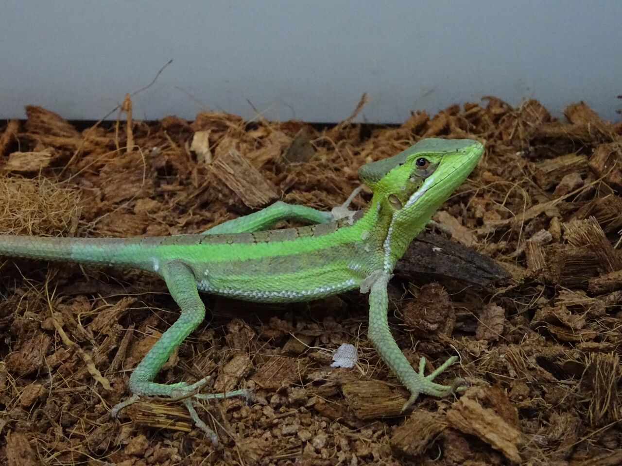 ドイツ便 生体紹介 爬虫類倶楽部 ｊ ジョイフル本田 ひたちなか店