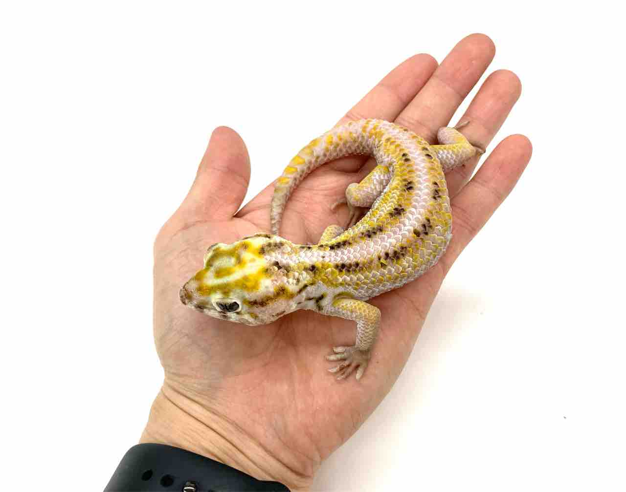 新入荷！香港便その他 : 爬虫類倶楽部 J ジョイフル本田