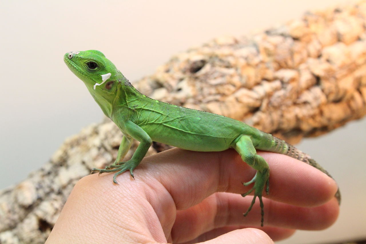 新入荷 明日からサービスデー 爬虫類倶楽部 j ジョイフル本田 ひたちなか店 新入荷 明日からサービスデー 爬虫類倶楽部 j ジョイフル本田 ひたちなか店