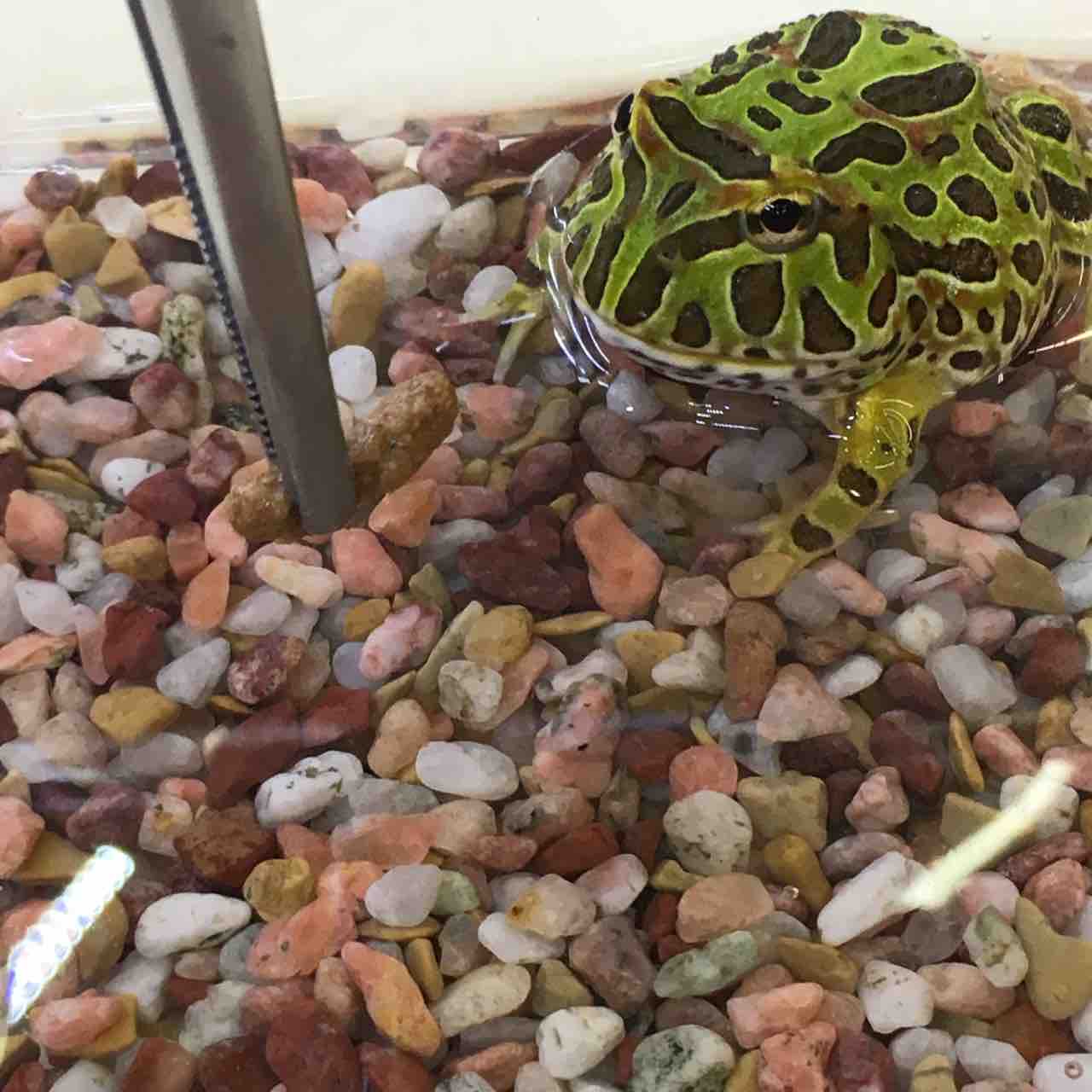 オススメ生体 ベルツノガエル 爬虫類倶楽部 ｊ ジョイフル本田 ひたちなか店