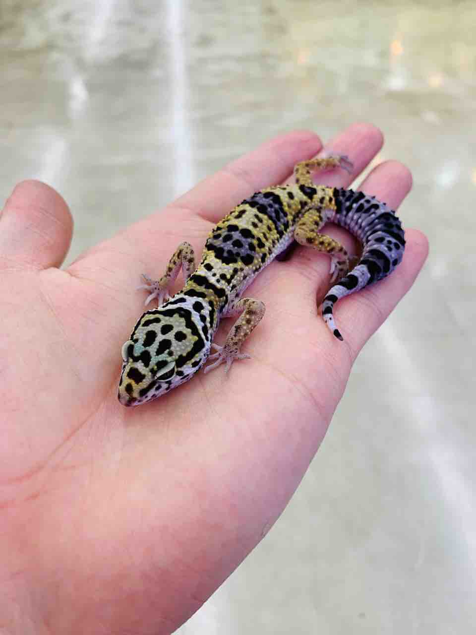 ビギナー向け生体セールのオススメ紹介！レオパ編 : 爬虫類倶楽部 J