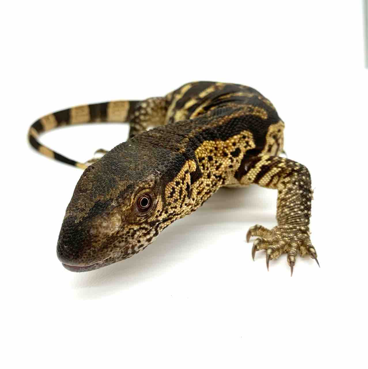 アフリカンロックモニター入荷しました 爬虫類倶楽部 ｊ ジョイフル本田 ひたちなか店