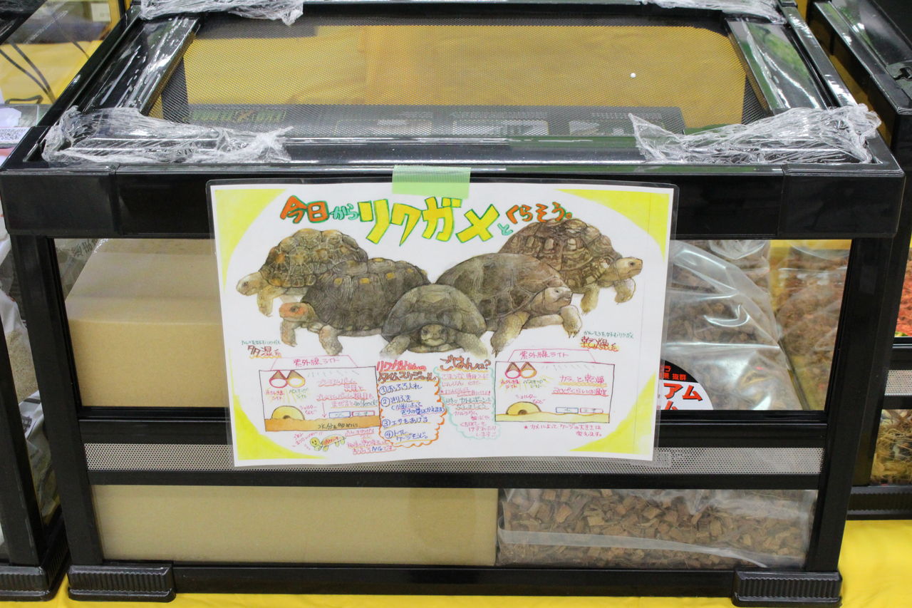 NEW！飼育セット紹介 : 爬虫類倶楽部 J ジョイフル本田