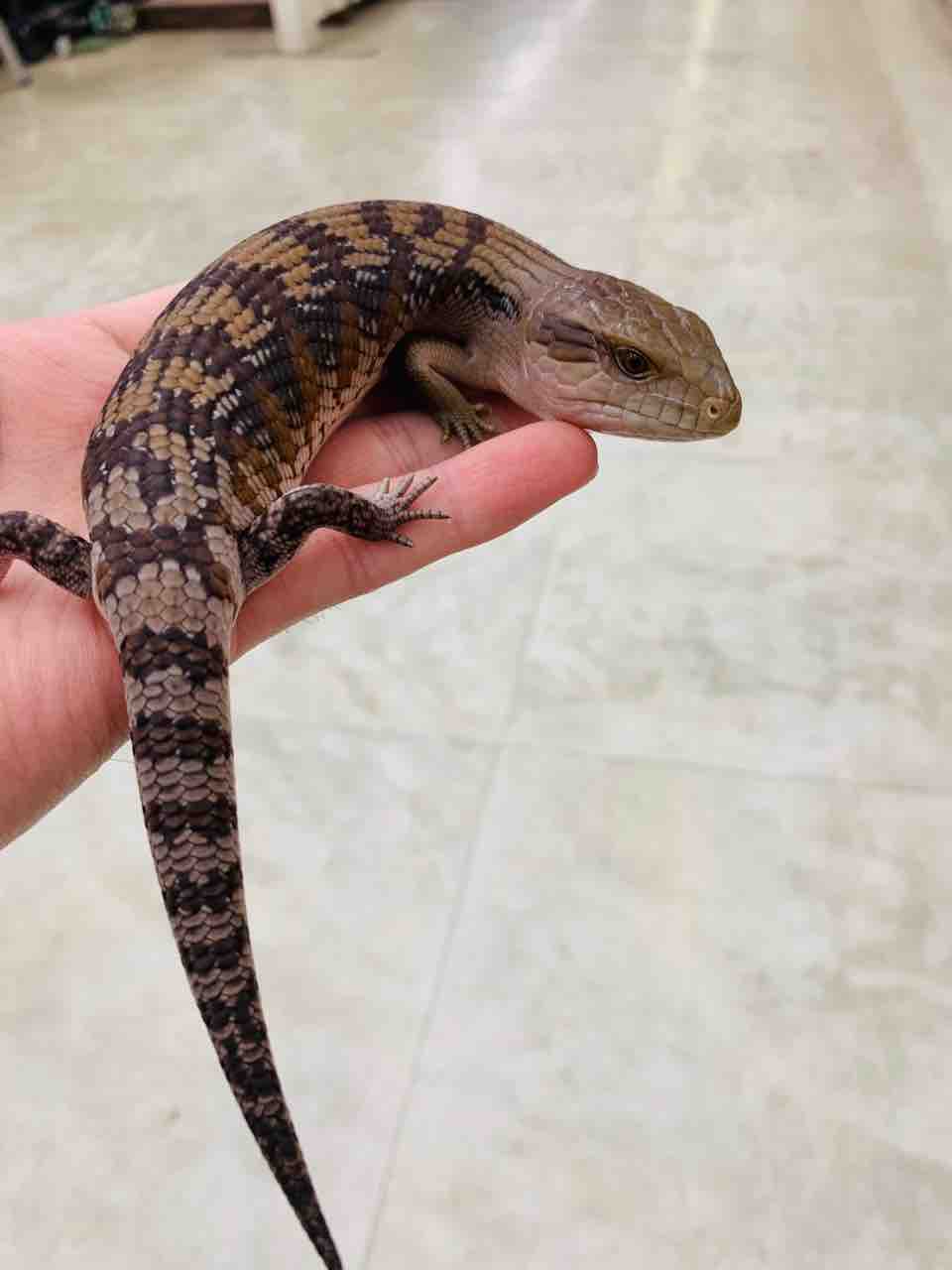新入荷生体紹介！トカゲなど〜 : 爬虫類倶楽部 J ジョイフル本田