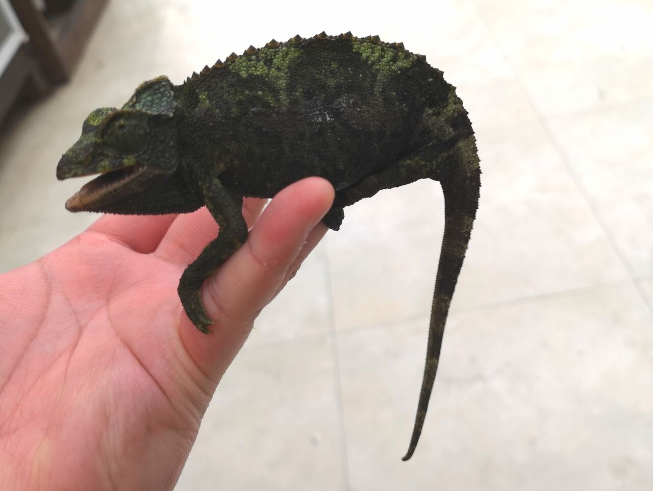 ロビ族 カメレオン ロビ族 鉄のカメレオン / Lobi Iron Chameleon | Solola