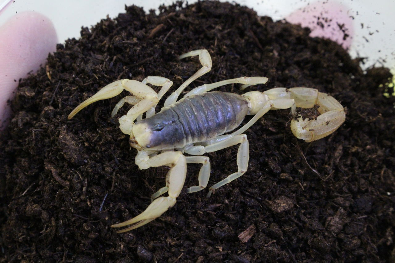 新入荷 奇蟲 爬虫類倶楽部 j ジョイフル本田 ひたちなか店 新入荷 奇蟲 爬虫類倶楽部 j ジョイフル本田 ひたちなか店