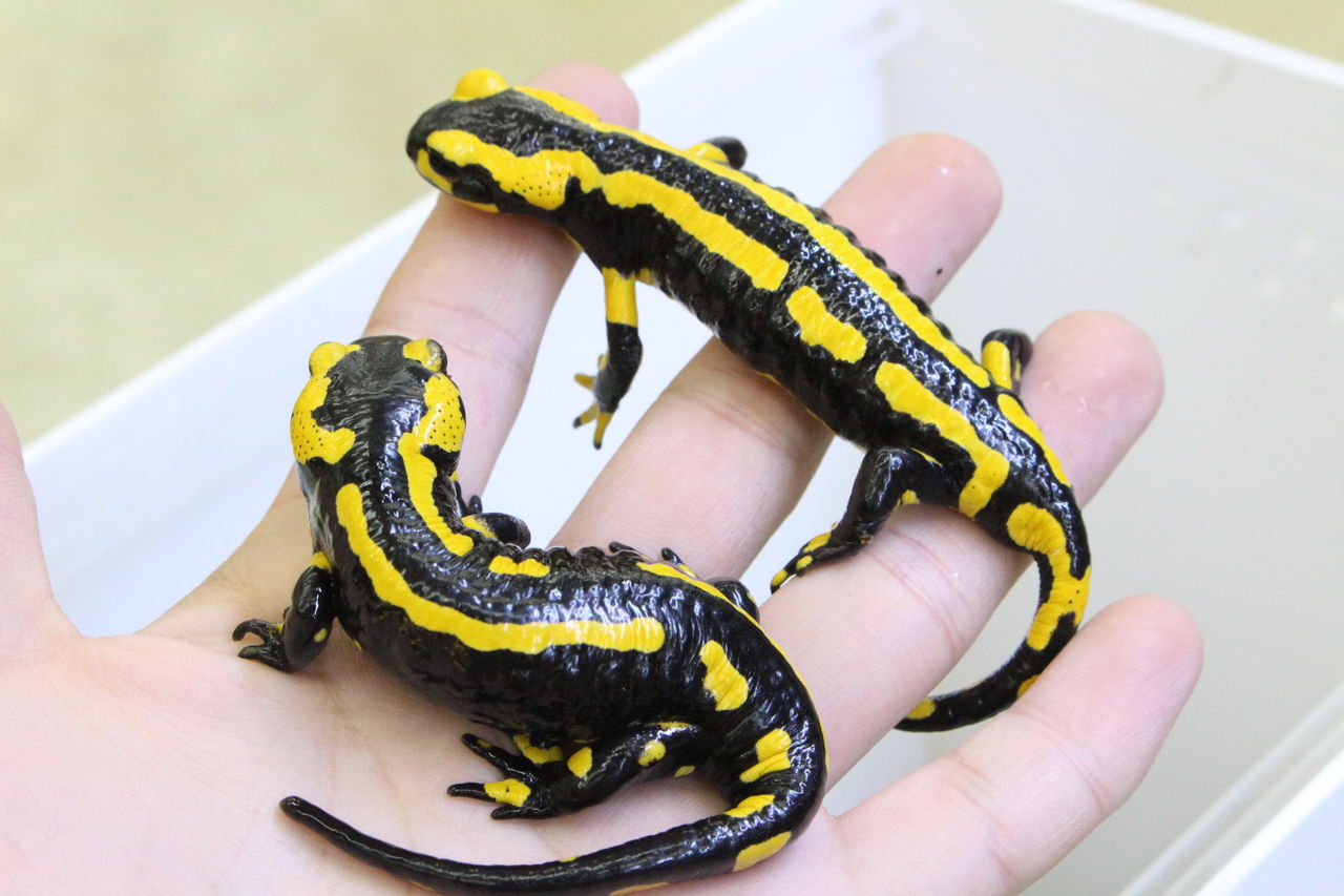ファイアサラマンダー入荷 爬虫類倶楽部 j ジョイフル本田 ひたちなか店 ファイアサラマンダー入荷 爬虫類倶楽部 j ジョイフル本田 ひたちなか店