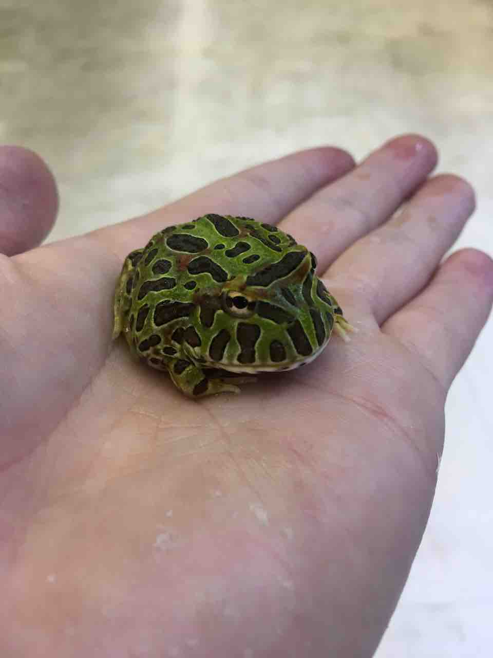オススメ生体 ベルツノガエル 爬虫類倶楽部 j ジョイフル本田 ひたちなか店 オススメ生体 ベルツノガエル 爬虫類倶楽部 j ジョイフル本田 ひたちなか店