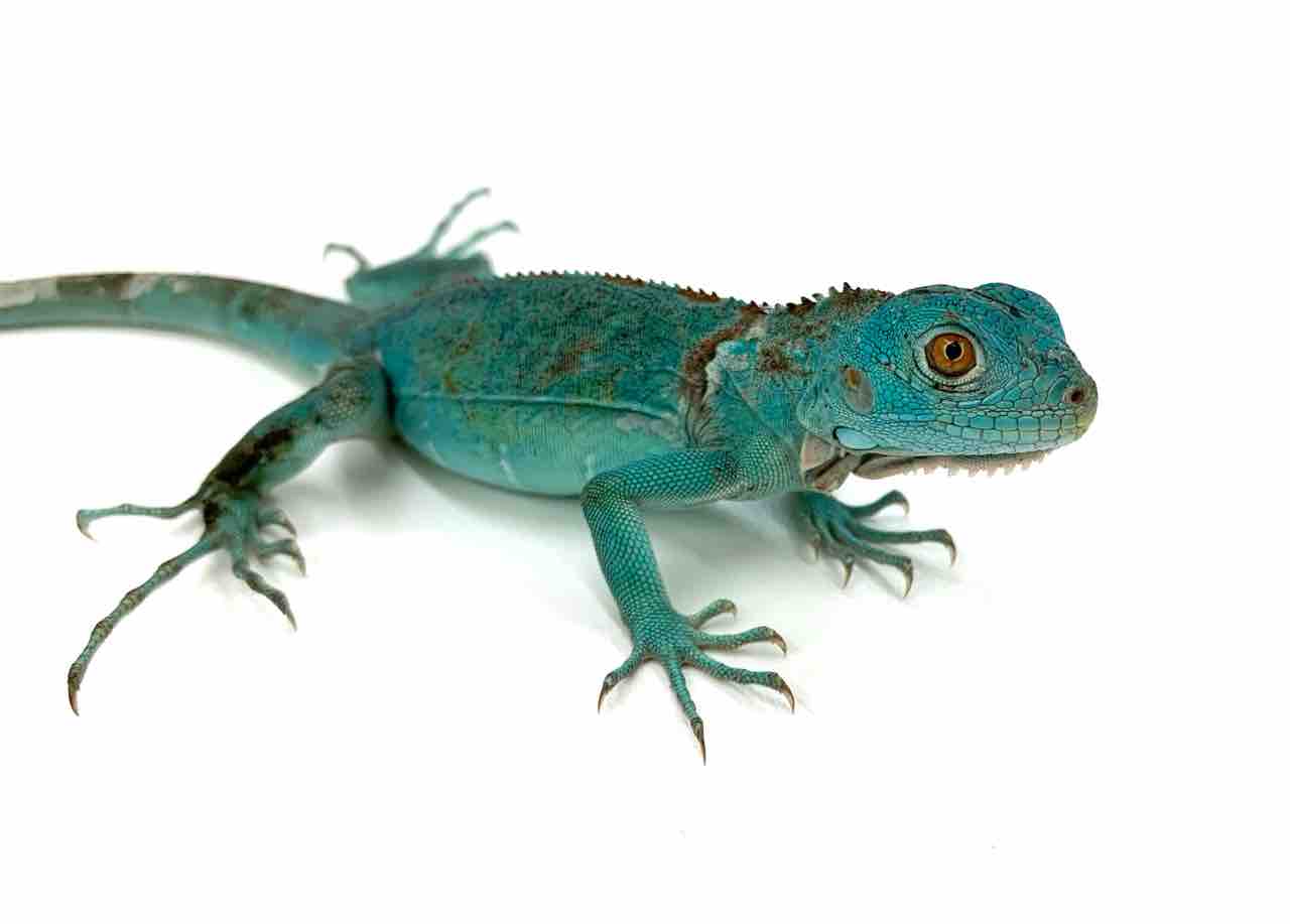 新入荷 グリーンイグアナベビー等色々来てます 爬虫類倶楽部 ｊ ジョイフル本田 ひたちなか店