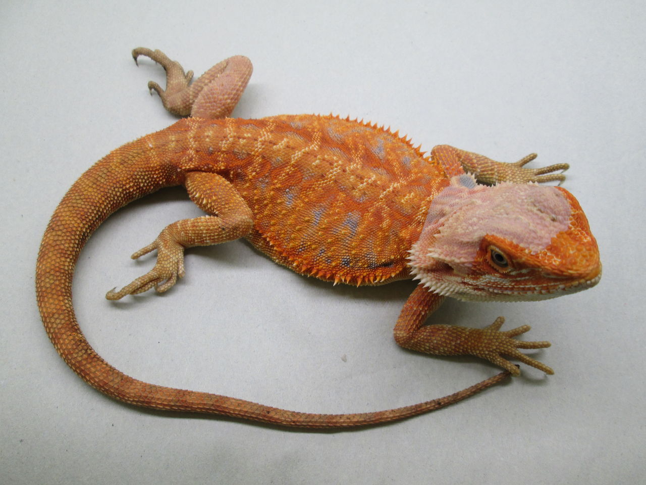 【新着】シロハラミミズトカゲ&赤系フトアゴ大量入荷!!:爬虫類倶楽部 J ジョイフル本田 ひたちなか店 - 5c95a315 【新着】シロハラミミズトカゲ&赤系フトアゴ大量入荷!!:爬虫類倶楽部 J ジョイフル本田 ひたちなか店 - 5c95a315