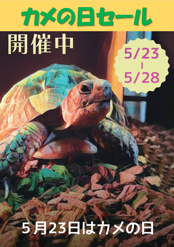 カメの日セール2-1