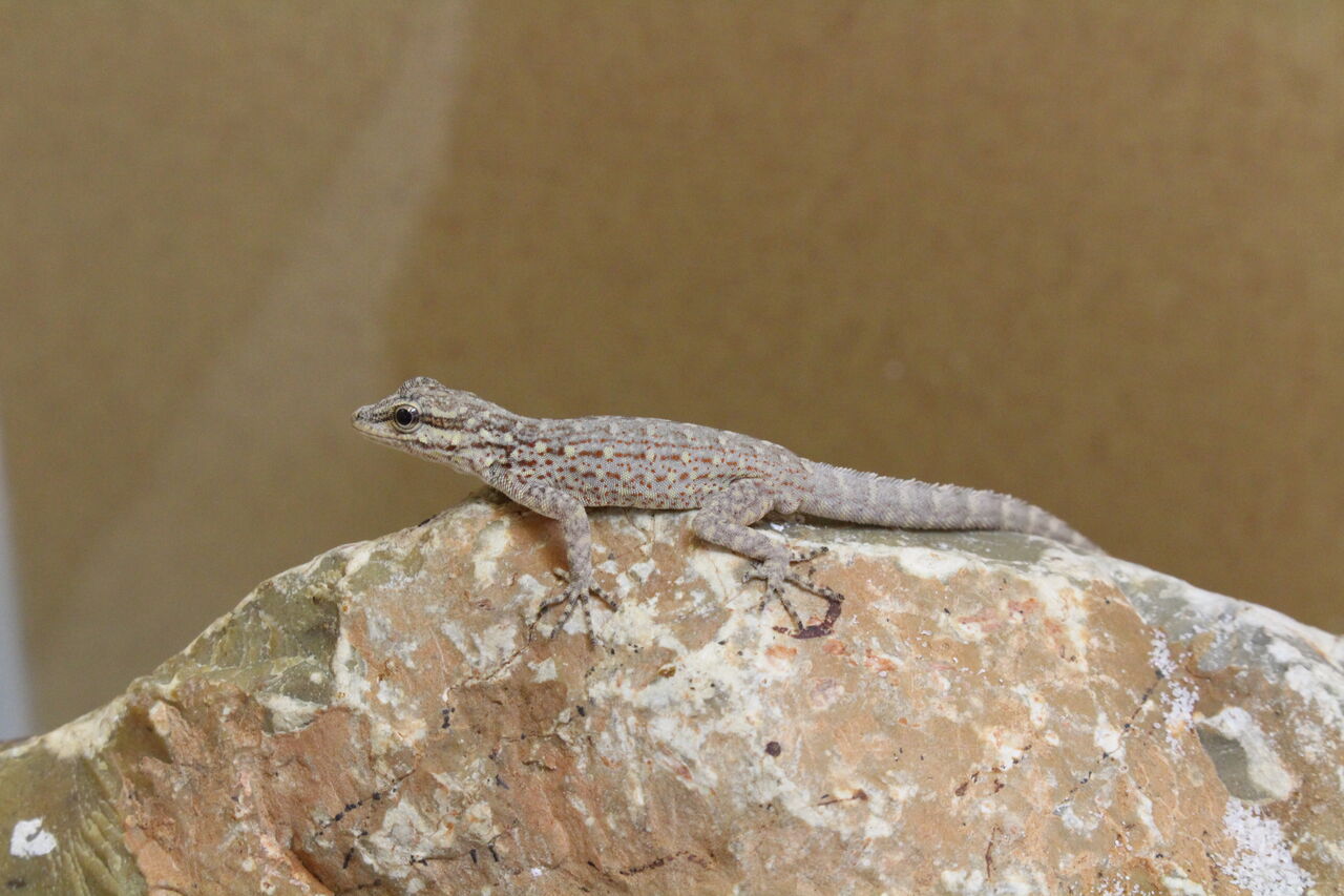 ドイツ便】レアなヤモリたち！ : 爬虫類倶楽部 J ジョイフル本田