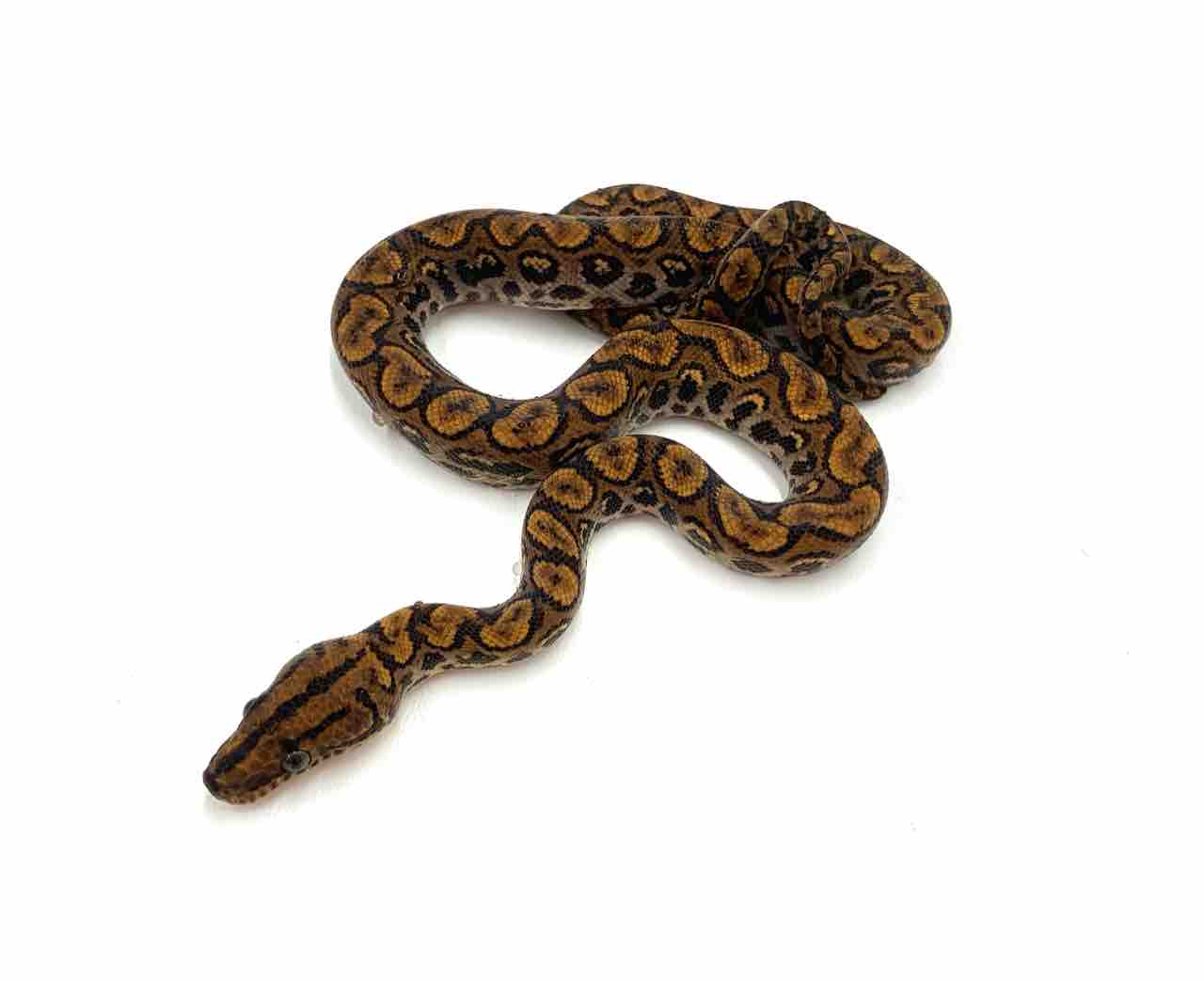 今月の目玉生体紹介！ヘビPart1 ニジボア、カーペットなど〜 : 爬虫類