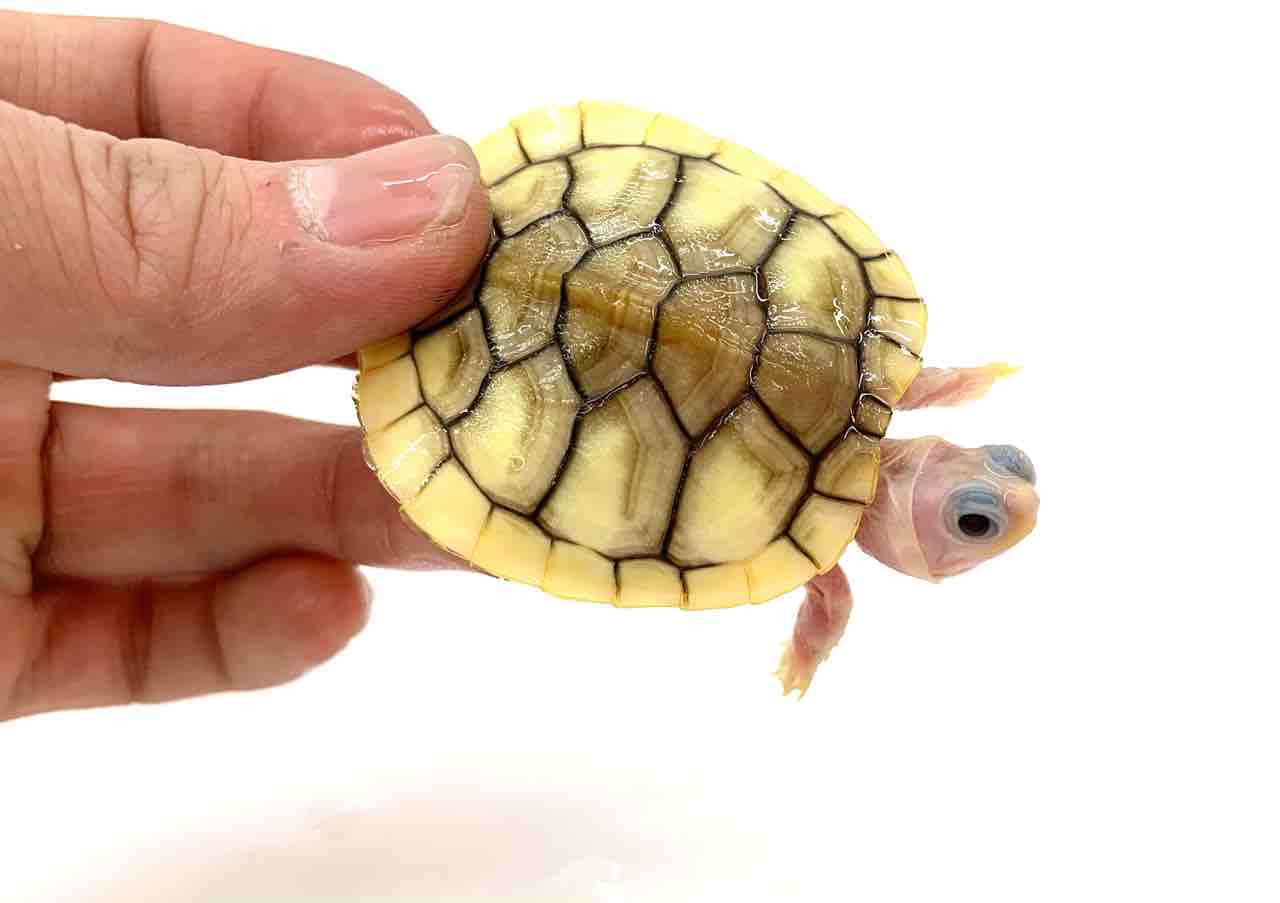 生体紹介 色変ミドリガメいろいろ 爬虫類倶楽部 ｊ ジョイフル本田 ひたちなか店