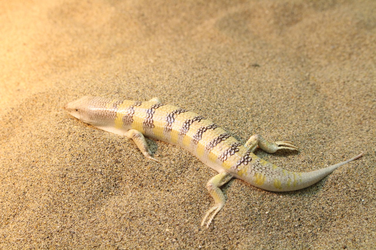 新入荷 エジプトのヤモリとトカゲ 爬虫類倶楽部 ｊ ジョイフル本田 ひたちなか店