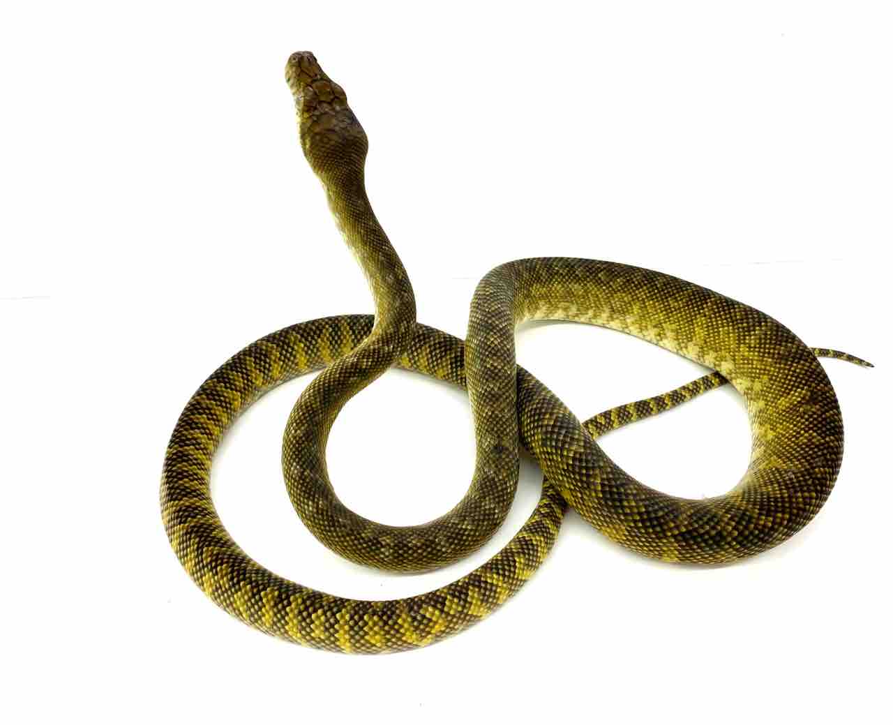 新入荷 モルカンパイソン入荷してます 爬虫類倶楽部 ｊ ジョイフル本田 ひたちなか店